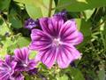 Mallow